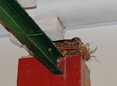 El nido del hogar